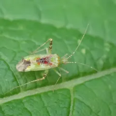 Phytocoris tibialis thumbnail 2