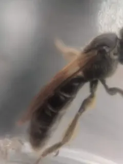 Quebec Sweat Bee thumbnail 3