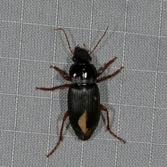 Strawberry Seed Beetle thumbnail 2