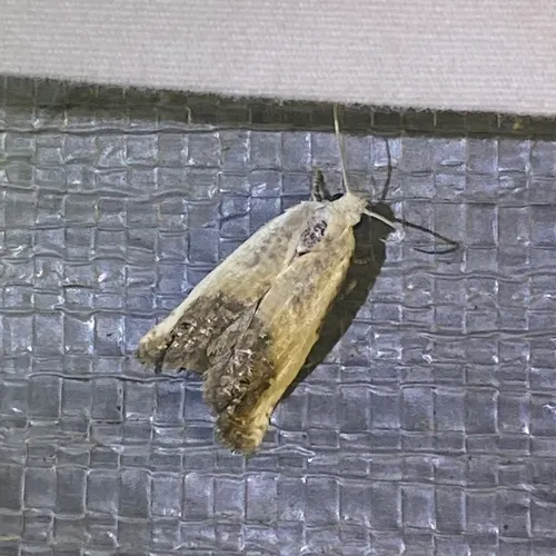 Giant Eucosma Moth