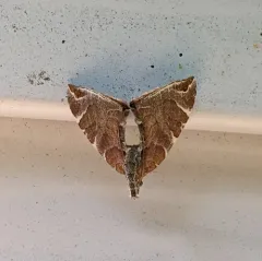 Dimorphic Eulithis Moth thumbnail 2