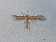 Hawkweed Plume Moth thumbnail 4