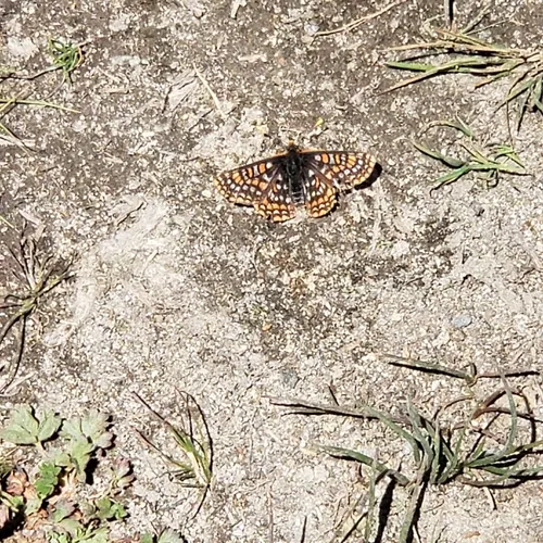 Edith's Checkerspot