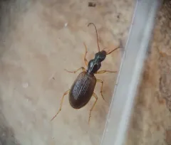 Oxypselaphus pusillus thumbnail 3