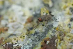 Fucellia apicalis thumbnail 2