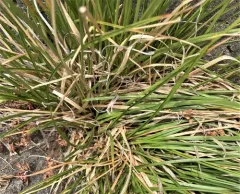 Grassland Sedge thumbnail 2