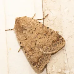 Pale Mottled Willow Moth thumbnail 4