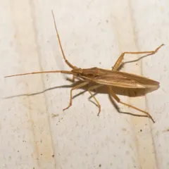 Three-spined Grass Bug thumbnail 4