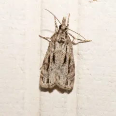 Striped Eudonia Moth thumbnail 2