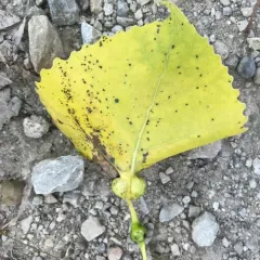 Poplar Petiole Gall Aphid thumbnail 2