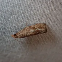 Derelict Pelochrista Moth thumbnail 2