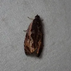 Variable Nigranum Moth thumbnail 3