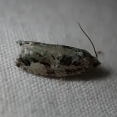Maple Bud Borer Moth thumbnail 2