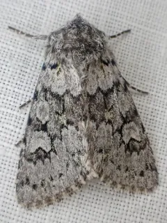 Lasionycta mutilata thumbnail 2