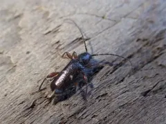 Phymatodes vulneratus thumbnail 1