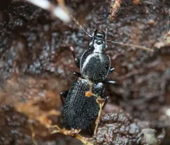 Agonum placidum thumbnail 2