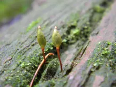 Buxbaumia Moss thumbnail 4