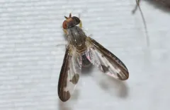 Palloptera setosa thumbnail 4