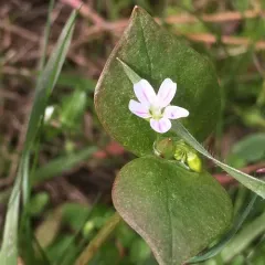 Washington Springbeauty thumbnail 1