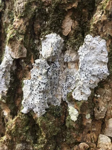 Arthothelium spectabile