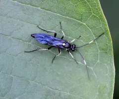 Cratichneumon unifasciatorius thumbnail 1