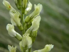 Palouse Milkvetch thumbnail 4