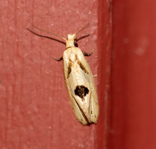Aethes mymara