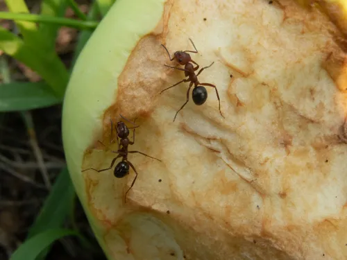 Pergande's Mound Ant