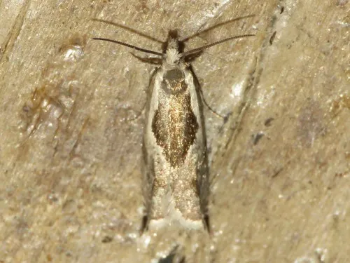 Ancylis sheppardana
