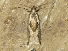 Ancylis sheppardana thumbnail 1