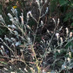 diffuse knapweed thumbnail 3
