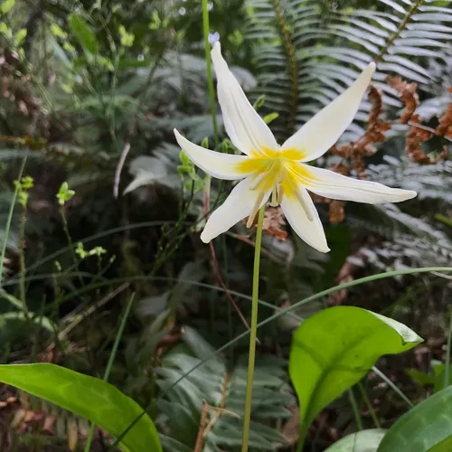 Cream Fawn Lily
