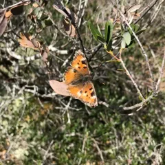 California Tortoiseshell thumbnail 2