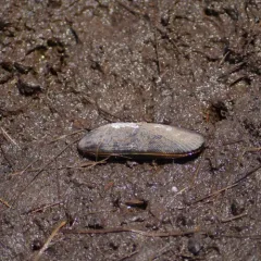Atlantic Ribbed Mussel thumbnail 4