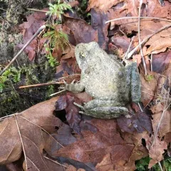 Foothill Yellow-legged Frog thumbnail 1