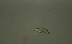 Peranema trichophorum thumbnail 2
