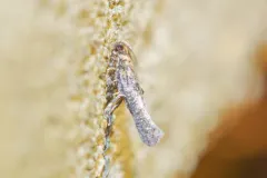 Agnippe biscolorella thumbnail 2