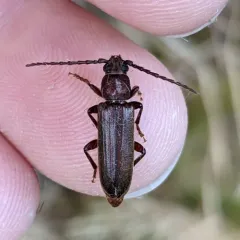 Megasemum asperum thumbnail 1