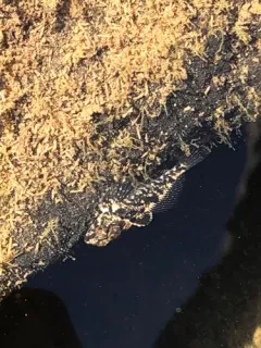 Reticulate Sculpin thumbnail 1