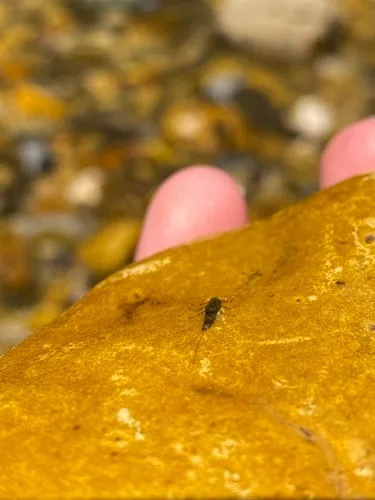 Acentrella turbida