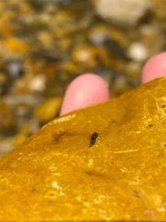 Acentrella turbida thumbnail 1