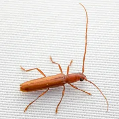 Branch Pruner Beetle thumbnail 3