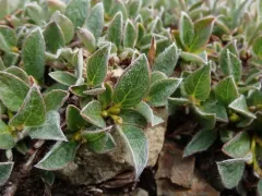 Cascade Willow thumbnail 1