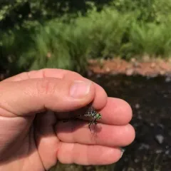 Eastern Least Clubtail thumbnail 3