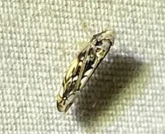Scaphoideus melanotus thumbnail 2