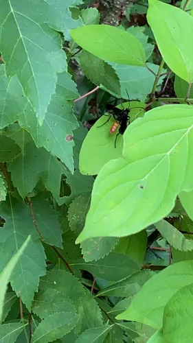 Saranaca apicalis