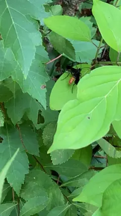 Saranaca apicalis thumbnail 1
