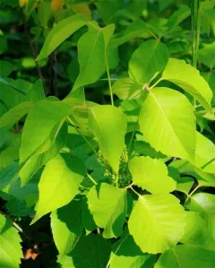 western poison ivy thumbnail 3