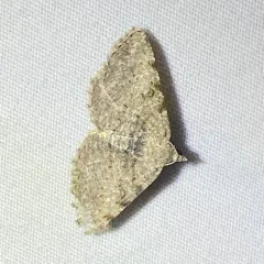 Hollow-spotted Angle thumbnail 2