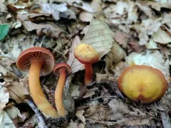 Purple-gilled Waxy Cap thumbnail 1